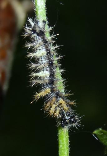 Réf. 256 671 : Polygonia c-album